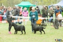 2016-05-01 dobre miasto wystawa psów psy (51)