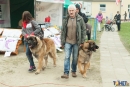 2016-05-01 dobre miasto wystawa psów psy (74)