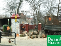 2016-12-16 warszawska drzewo wycinka piła drwal (8) (Medium)