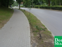 dobre miasto zwycięstwa połamane drzewa (11)