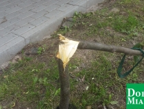 dobre miasto zwycięstwa połamane drzewa (2)