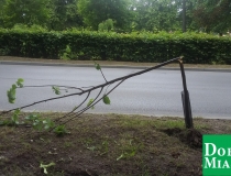 dobre miasto zwycięstwa połamane drzewa (3)