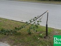 dobre miasto zwycięstwa połamane drzewa (4)