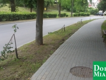 dobre miasto zwycięstwa połamane drzewa (5)