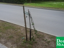 dobre miasto zwycięstwa połamane drzewa (8)