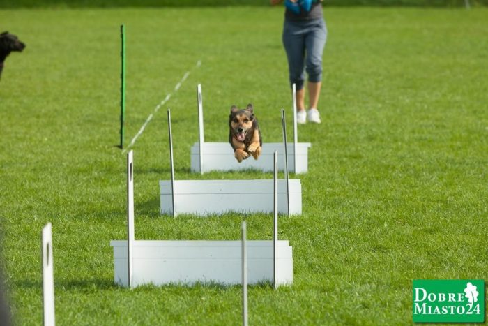 Zawody-konne-Dobre-Miasto_00031